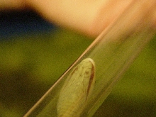 Taipan fang shot