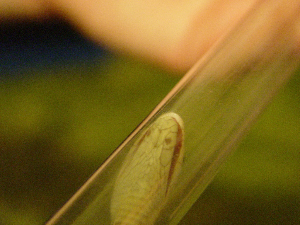 Taipan fang shot