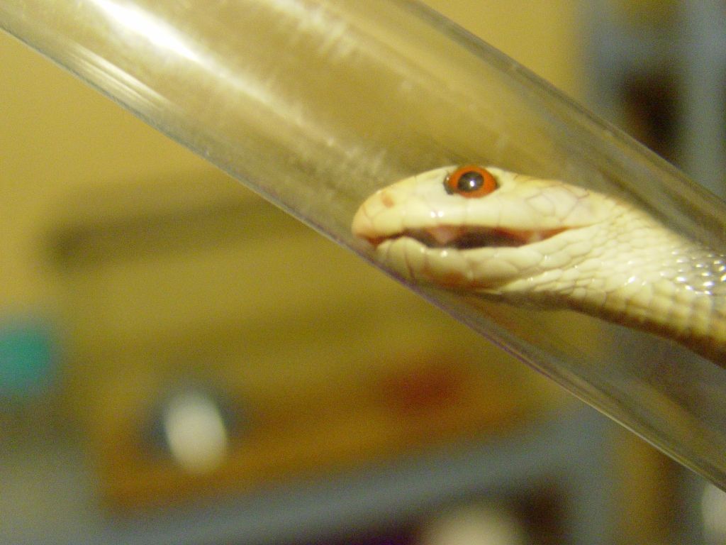 Taipan fang shot