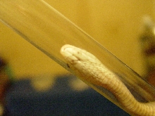 Taipan fang shot