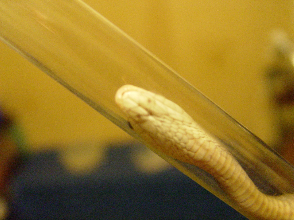 Taipan fang shot