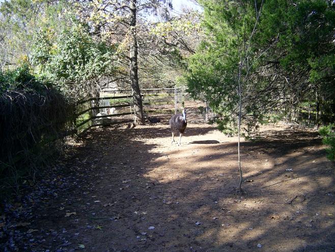 Cassowary