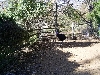 Cassowary