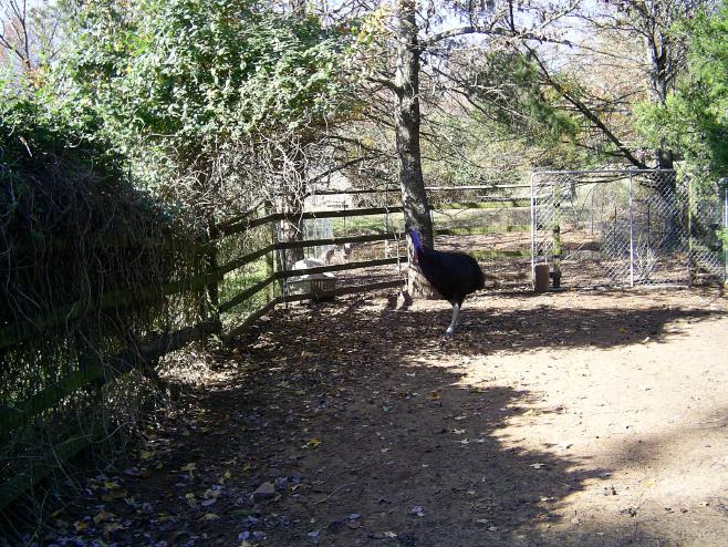 Cassowary