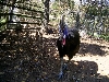 Cassowary