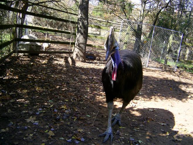 Cassowary