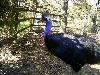 Cassowary