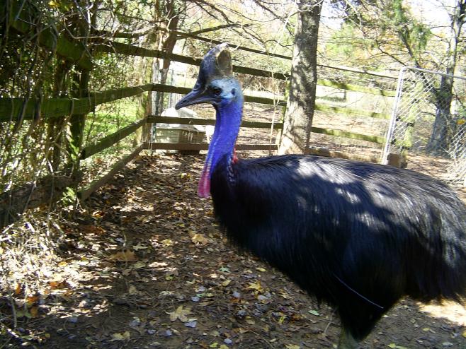 Cassowary