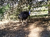 Cassowary
