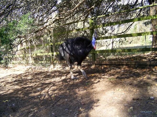 Cassowary