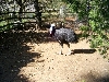 Cassowary