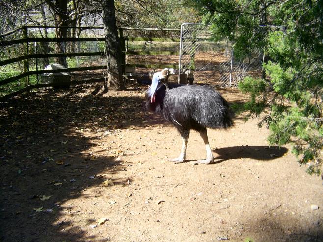 Cassowary
