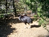 Cassowary