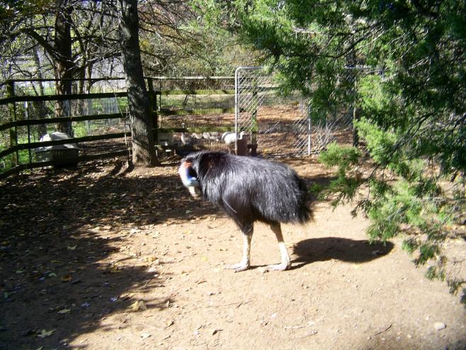 Cassowary