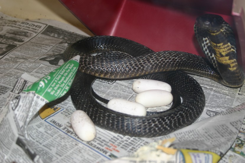 Female Pak and Eggs