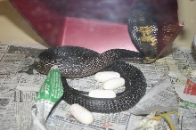 Female Pak and Eggs