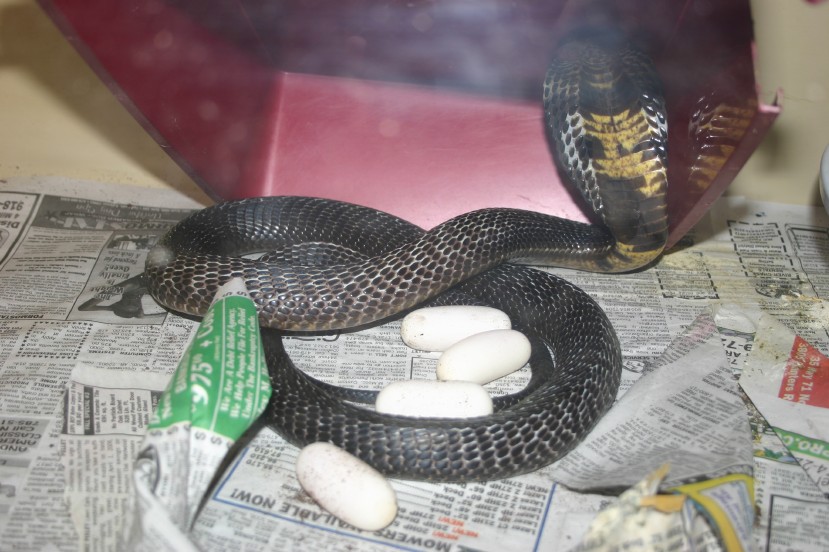 Female Pak and Eggs