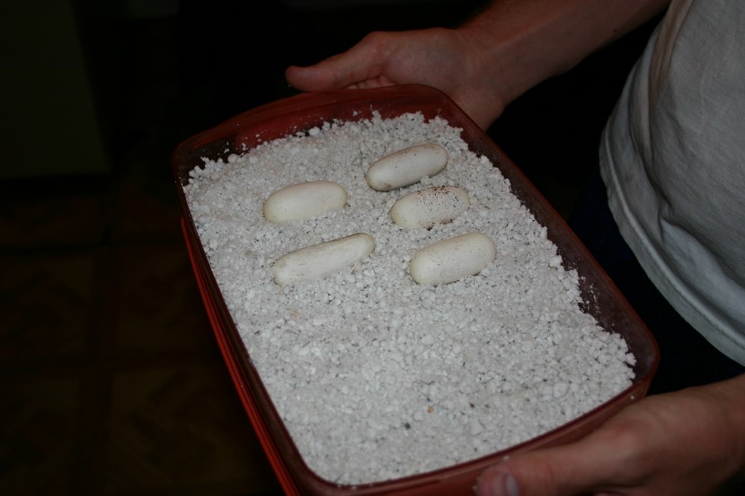 Black Pak Eggs