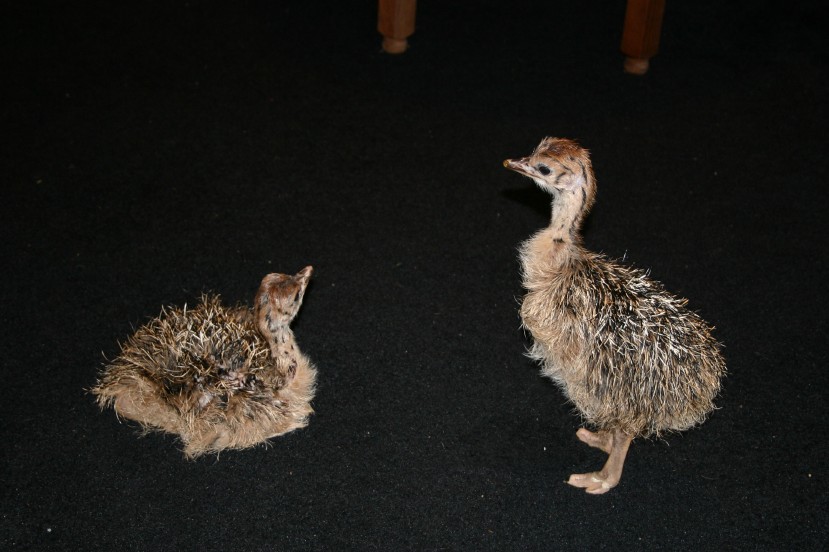 Ostrich Chicks