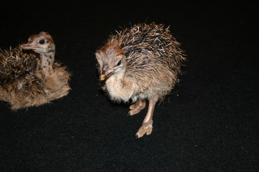 Ostrich Chicks