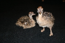 Ostrich Chicks