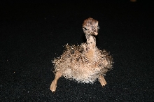 Ostrich Chick