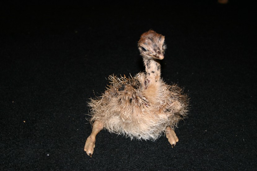 Ostrich Chick