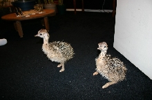 Ostirch Chicks