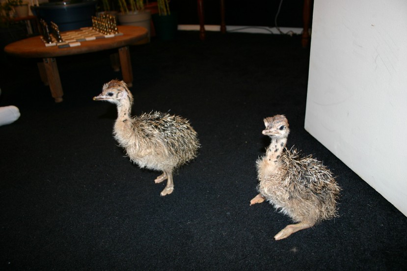 Ostirch Chicks