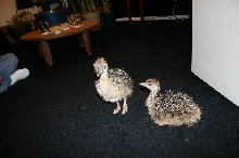 Ostrich Chicks