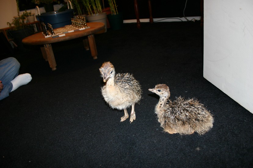 Ostrich Chicks