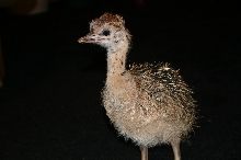 Ostrich Chick Closeup