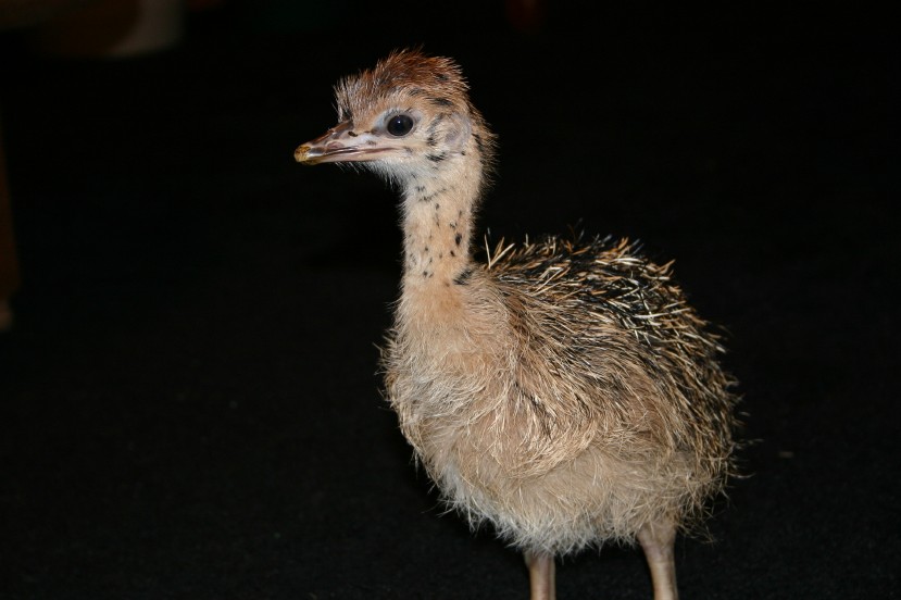 Ostrich Chick Closeup