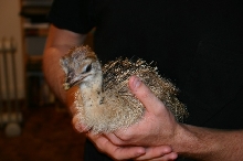 Ostrich Chick Size Comparison