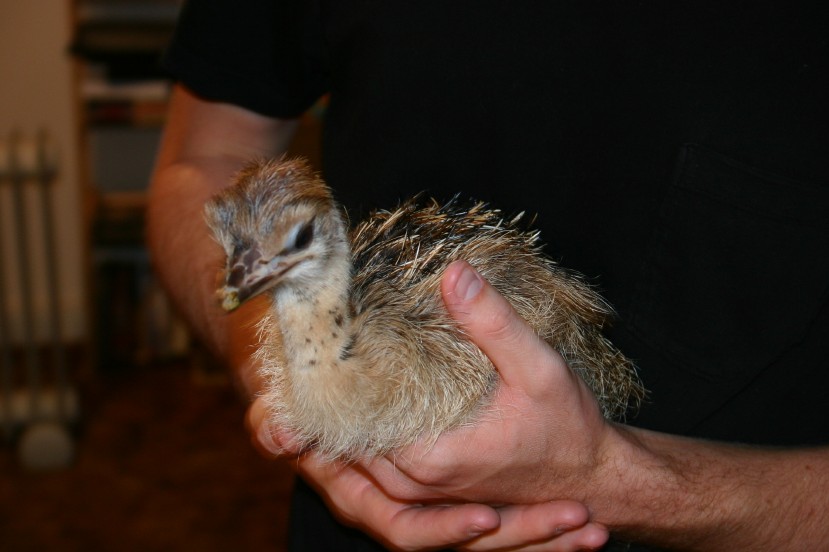Ostrich Chick Size Comparison