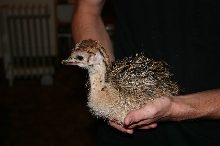 Ostrich Chick Size Comparison