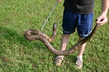 Monocled