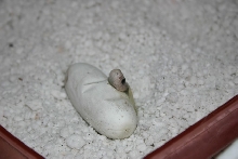 Black Pak Hatching