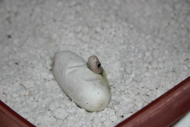 Black Pak Hatching