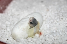 Black Pak Hatching