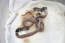 Pak Twins, dead before hatch
