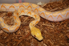 '03 Lavendar Retic