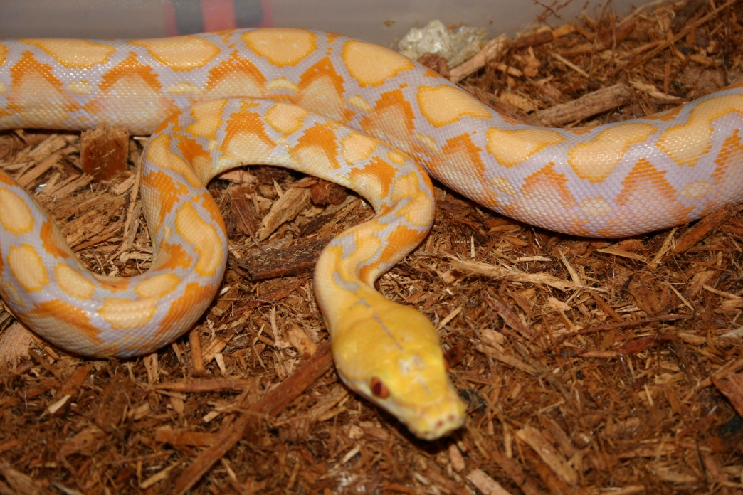 '03 Lavendar Retic