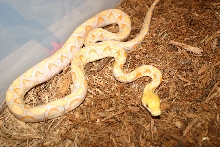 '03 Lavendar Retic