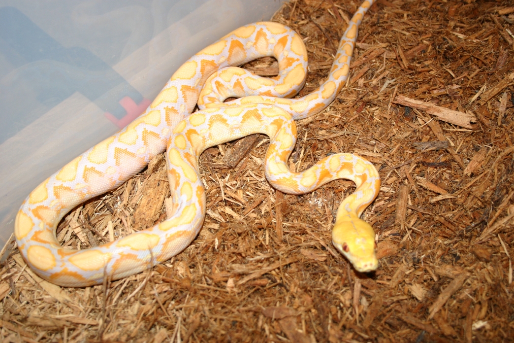 '03 Lavendar Retic