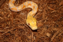 '03 Lavendar Retic