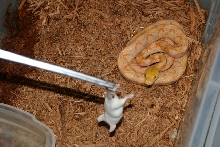 '03 Lavendar Retic