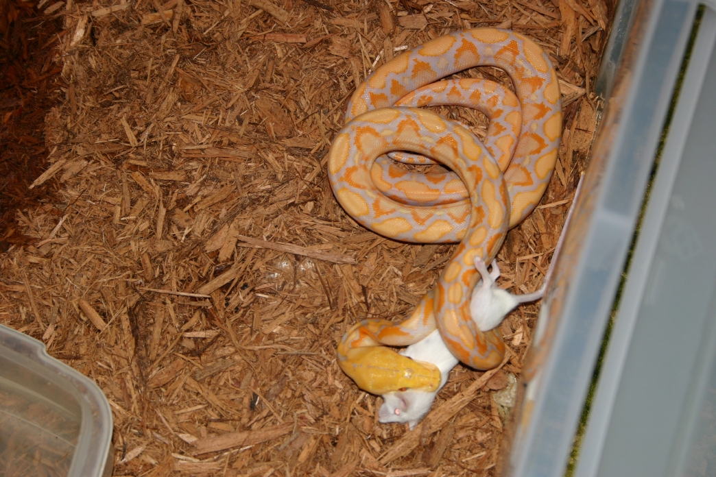 '03 Lavendar Retic