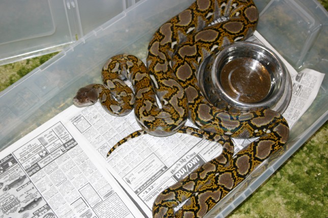 Female Het Retic