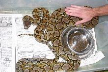 Female Het Retic